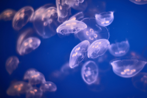 Underwater Jellyfishes 4K 5K1637214828 300x200 - Underwater Jellyfishes 4K 5K - Underwater, Jellyfishes, Chincha